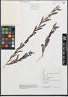 Foto von Salix purpurea L.